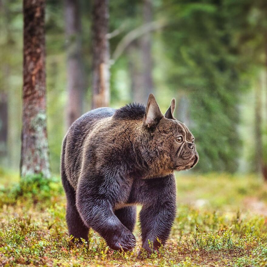 27 Imaginary Creatures That I Photoshopped By Fusing Two Existing Ones (New Pics) (Interview)