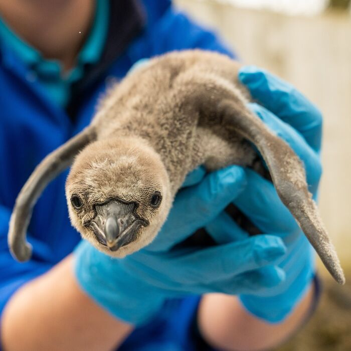 11 Adorable Humboldt Penguin Chicks Are Melting Hearts All Over The Internet