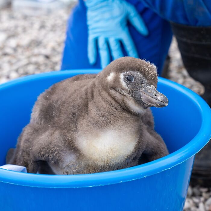 11 Adorable Humboldt Penguin Chicks Are Melting Hearts All Over The Internet