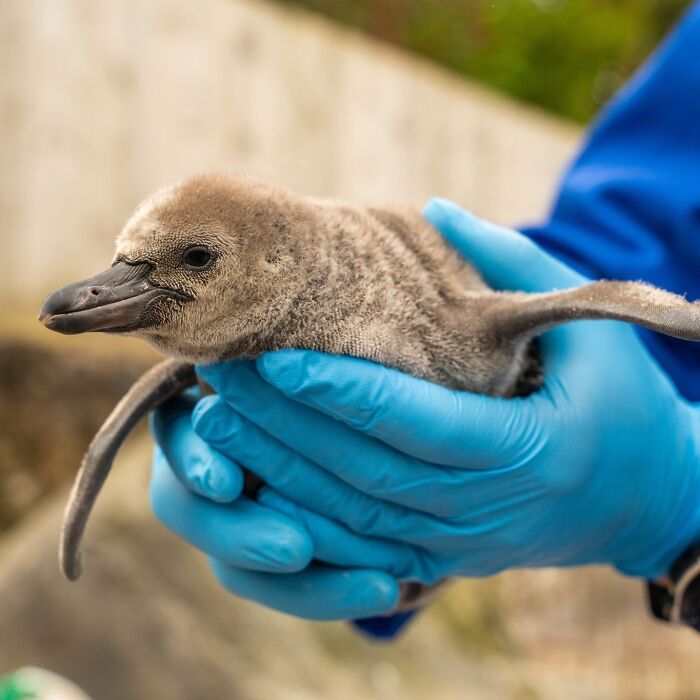 11 Adorable Humboldt Penguin Chicks Are Melting Hearts All Over The Internet