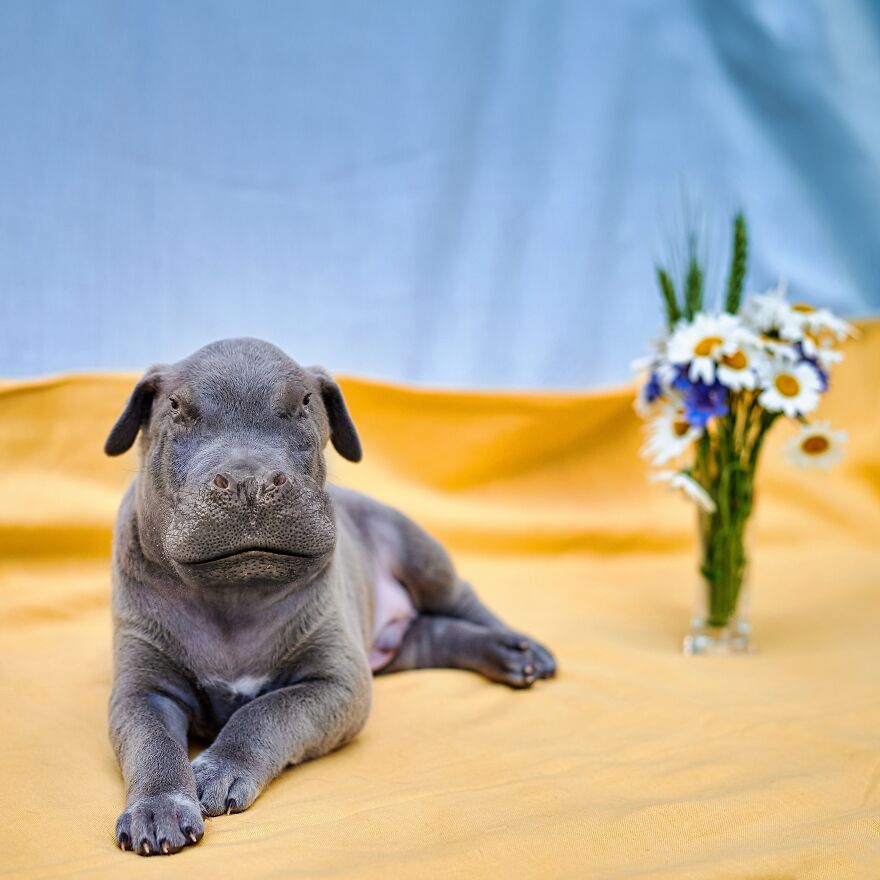 27 Imaginary Creatures That I Photoshopped By Fusing Two Existing Ones (New Pics) (Interview)