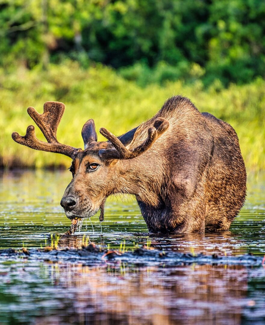 27 Imaginary Creatures That I Photoshopped By Fusing Two Existing Ones (New Pics) (Interview)