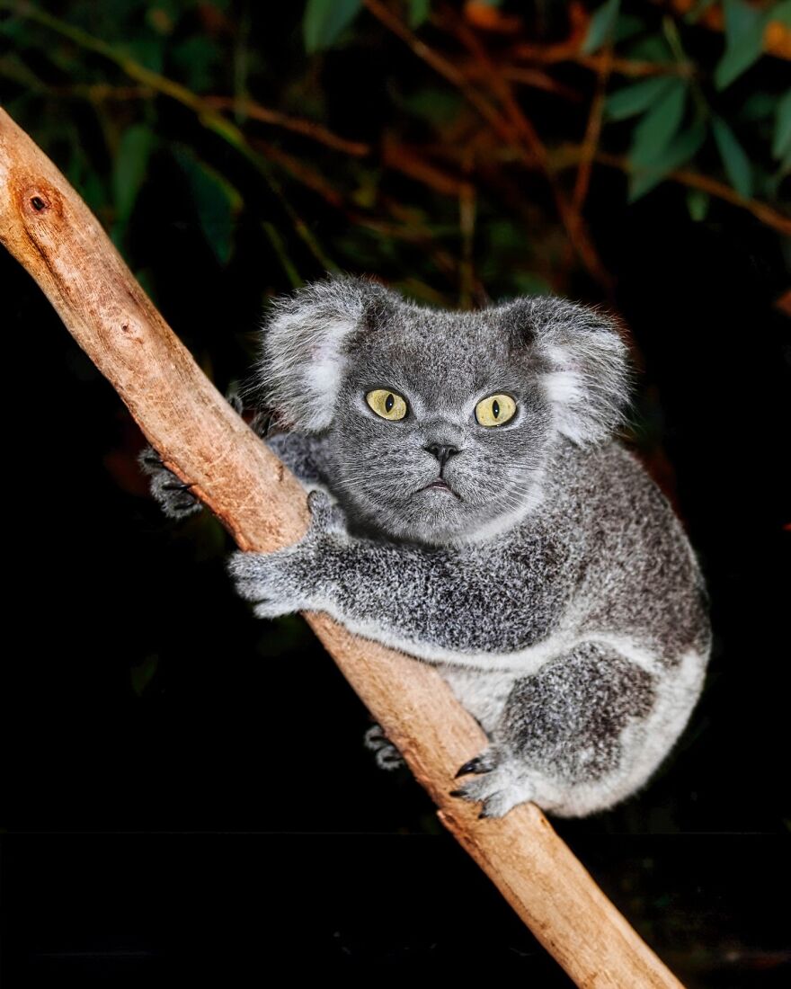 27 Imaginary Creatures That I Photoshopped By Fusing Two Existing Ones (New Pics) (Interview)