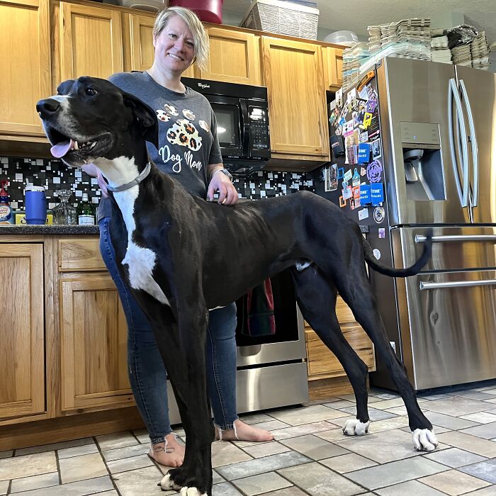 Meet Kevin, The World&rsquo;s Tallest Living Dog From West Des Moines, Iowa