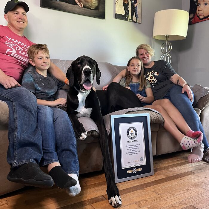 Meet Kevin, The World&rsquo;s Tallest Living Dog From West Des Moines, Iowa