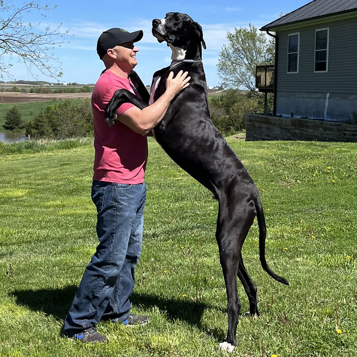 Meet Kevin, The World&rsquo;s Tallest Living Dog From West Des Moines, Iowa