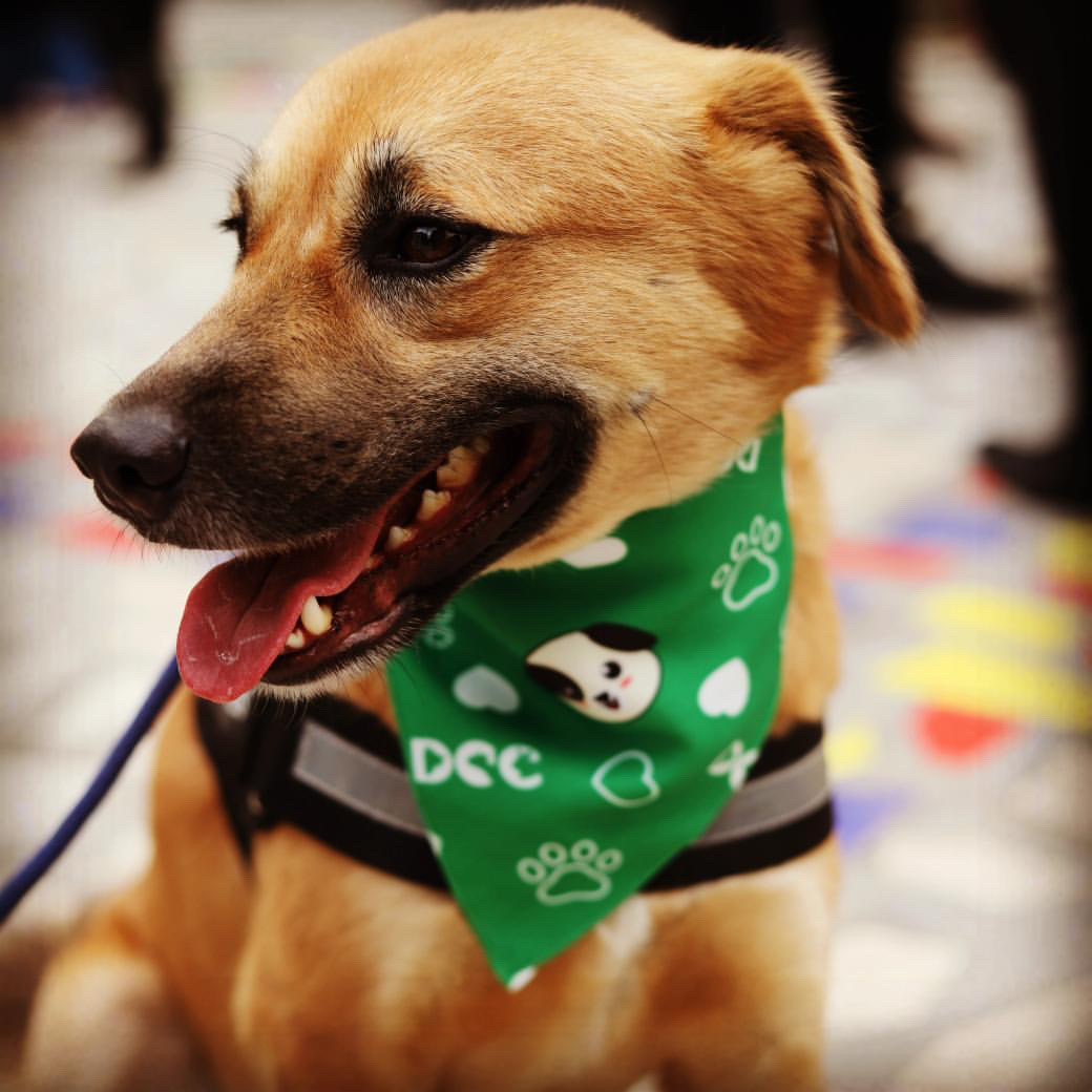 The Ultimate Guide To Pet Boarding In Gurgaon