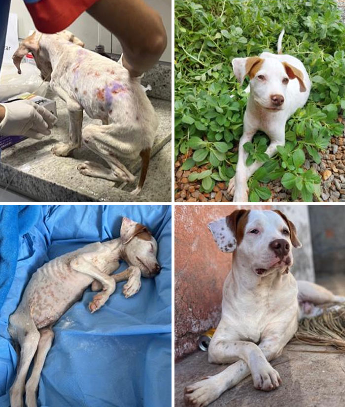 1-Year Retrospective. I Found Him Abandoned In The Street, Almost Dying