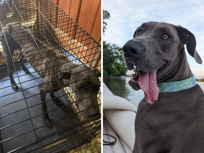 My Husband Calls Her "My Most Improved." Meet Captain Blueberry. She Has Come So Far. Once Fear Was Gone, A Sweet, Curious Personality Came Shining Through