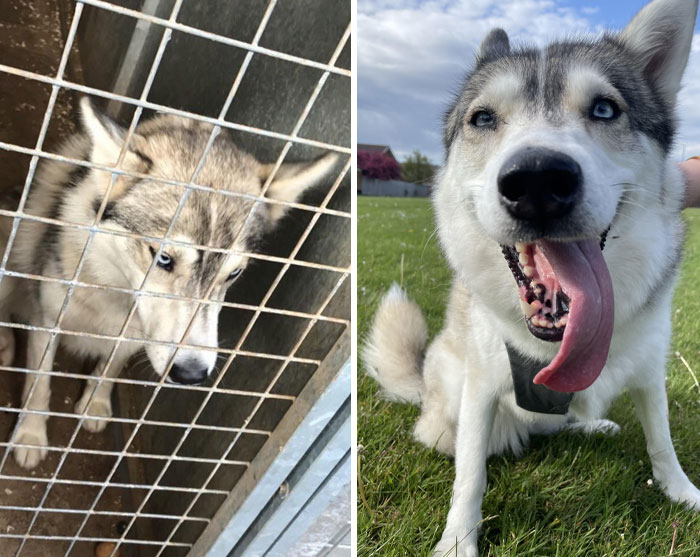 What A Loving Home Does To A Dog. Sky Was Rescued Five Years Ago