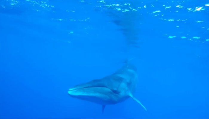 Sei Whales That Left The Coasts Of Argentina Nearly 100 Years Ago Have Recently Been Spotted Again Sei Whales That Left The Coasts Of Argentina Nearly 100 Years Ago Have Recently Been Spotted Again