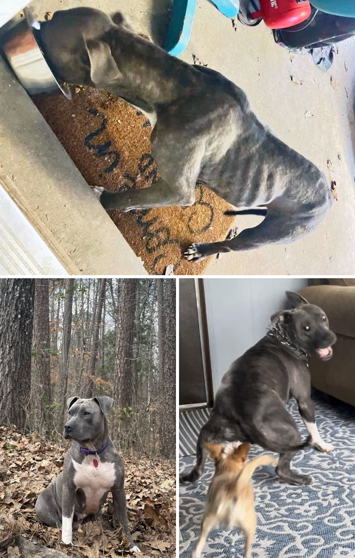 1 Month Update On My Sweet Pup. She Loves Her Friends And Is So Much Healthier And Happier