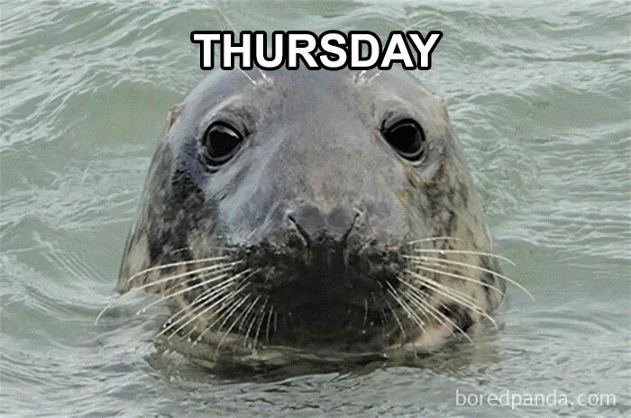 Sea lion with "Thursday" text above, illustrating funny Thursday memes.