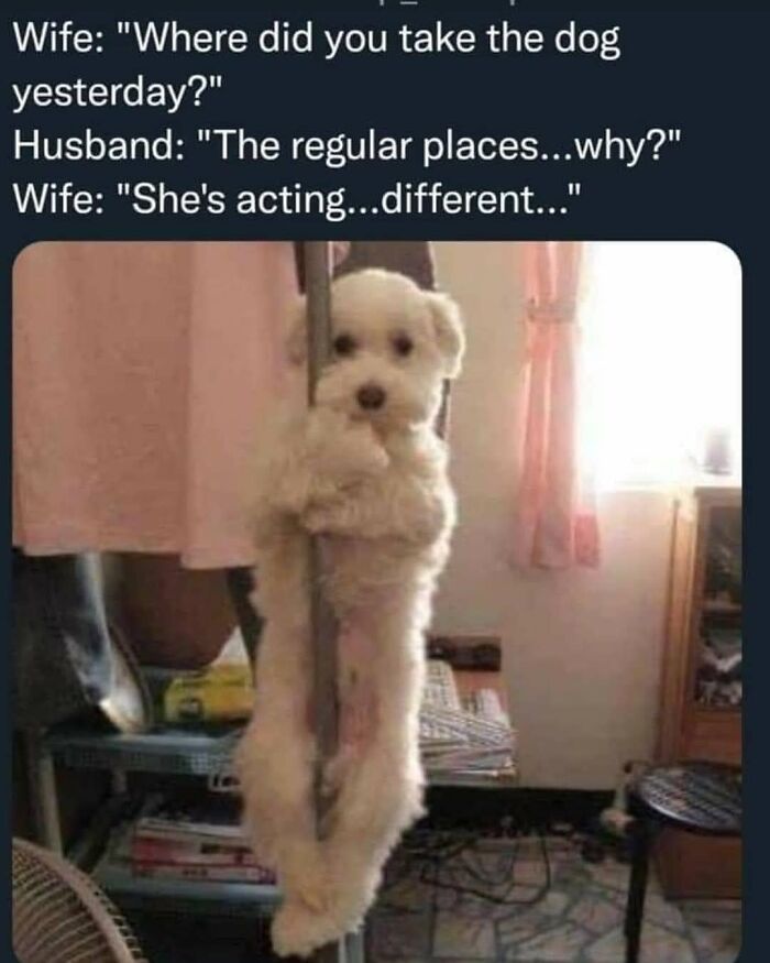 Hilarious-Random-Memes