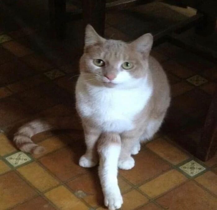 If You're Having A Rough Day, These 50 Wholesome Cat Pics And Memes May Cheer You Up