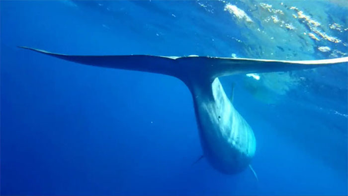 Sei Whales That Left The Coasts Of Argentina Nearly 100 Years Ago Have Recently Been Spotted Again Sei Whales That Left The Coasts Of Argentina Nearly 100 Years Ago Have Recently Been Spotted Again