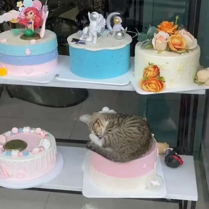 If You're Having A Rough Day, These 50 Wholesome Cat Pics And Memes May Cheer You Up