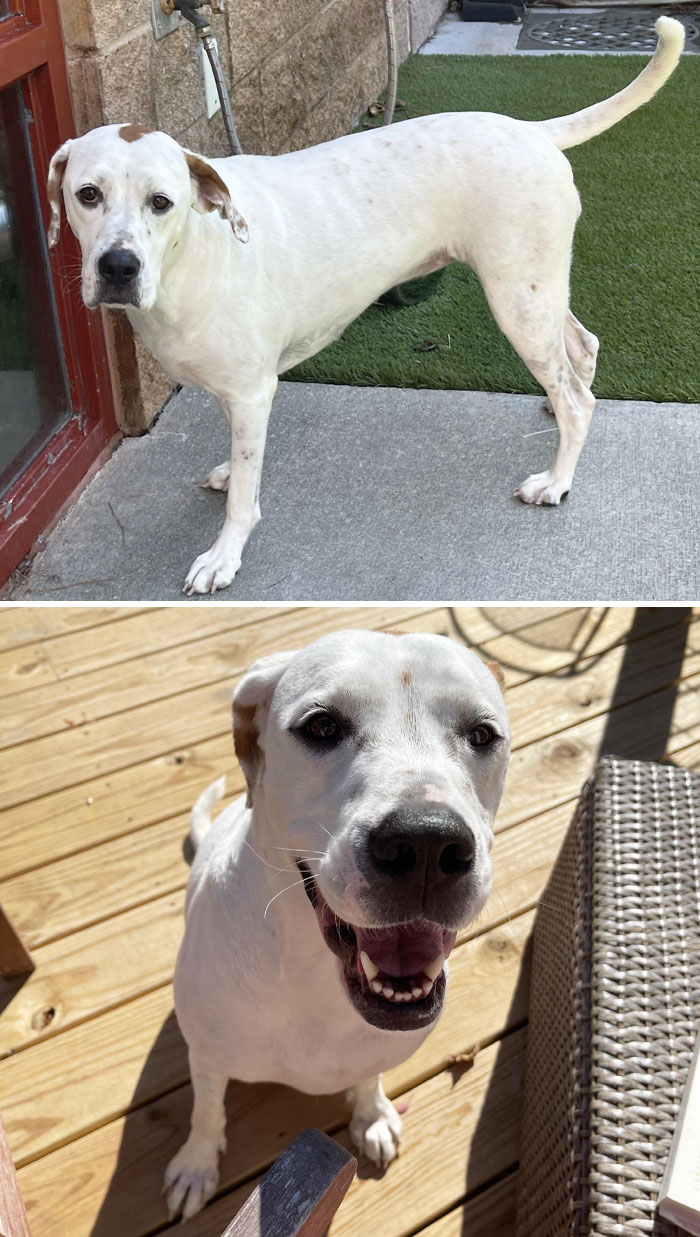 Anka Has Been Home For Just About A Month. The First Photo Was Taken At The Shelter In October, And The Second After Her First Bath