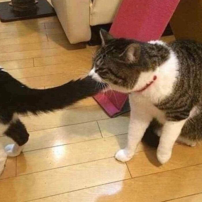 If You're Having A Rough Day, These 50 Wholesome Cat Pics And Memes May Cheer You Up