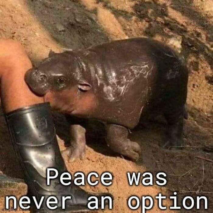 Funny-Animals-With-Vibing-Auras