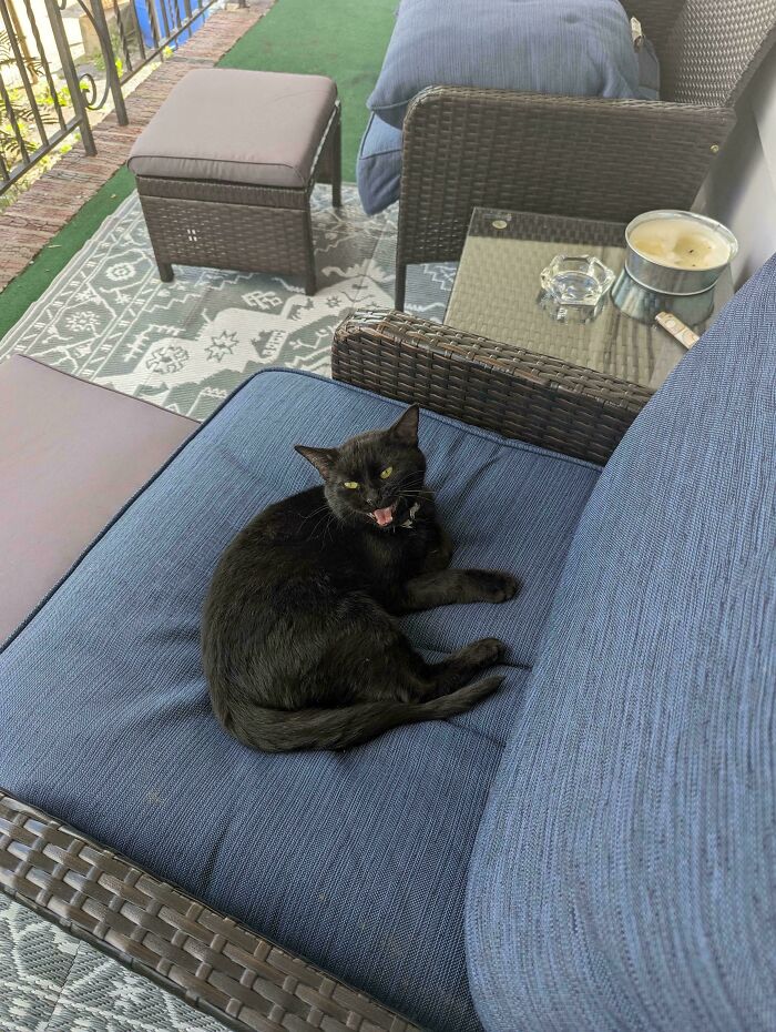 Black cat expressing itself dramatically on a patio chair.