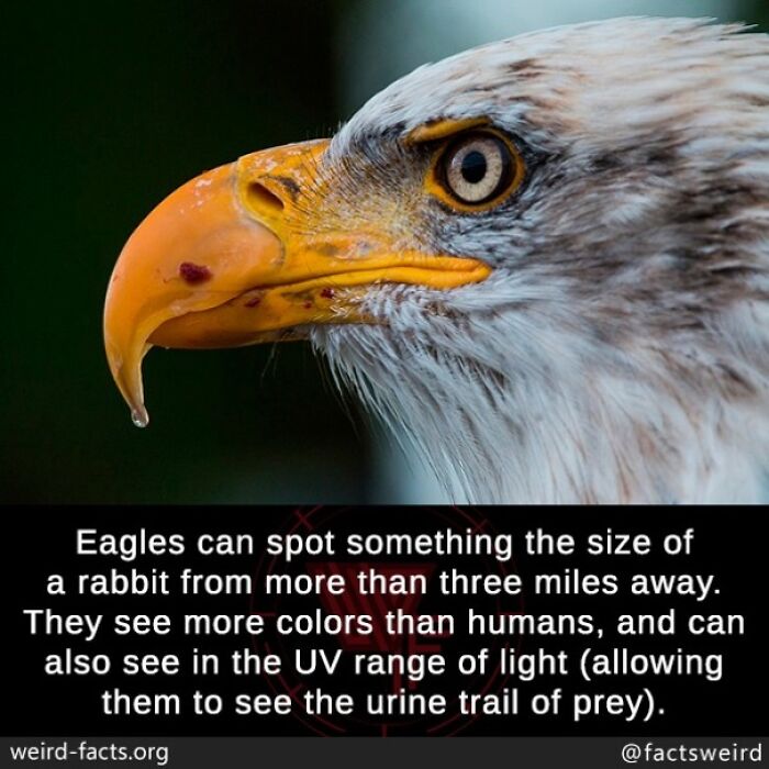 Close-up of an eagle's eye and beak illustrating weird facts about their vision capabilities.