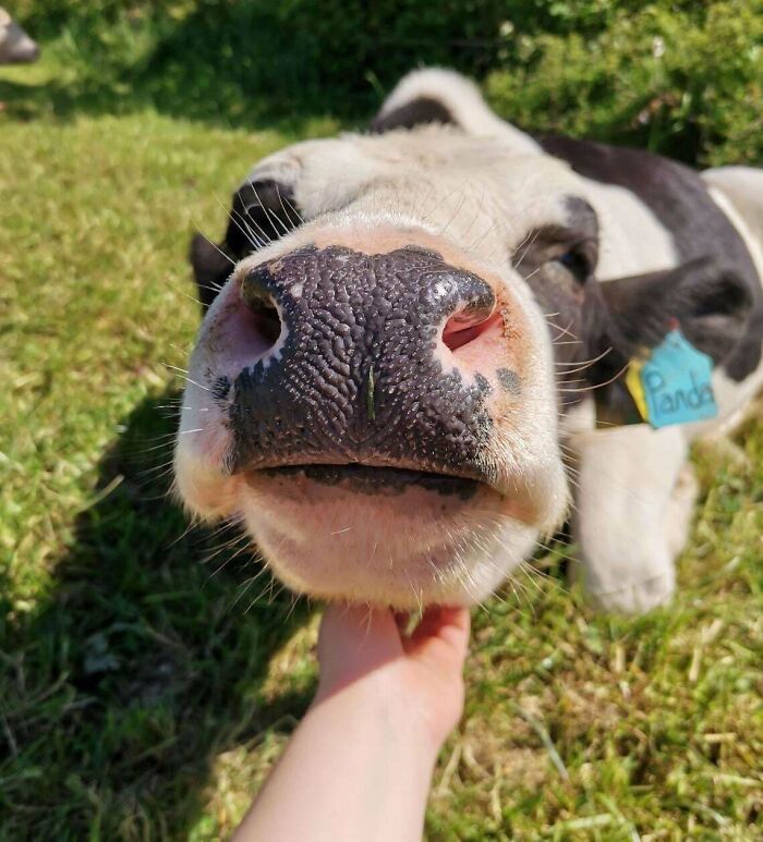 Panda Used To Be Very Shy, But Now She Loves To Get Attention