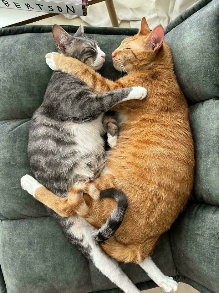 My Sister's Cats Sleep With Heart Tails