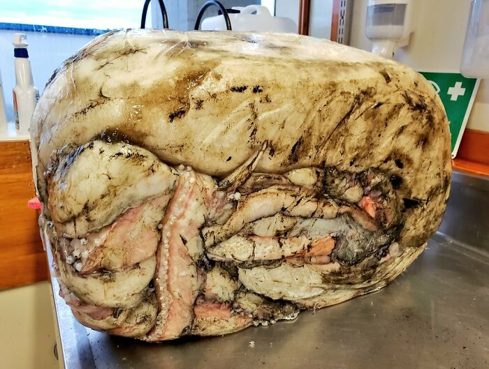 I Know Cubes Are In The Past But.... Squid Cube!