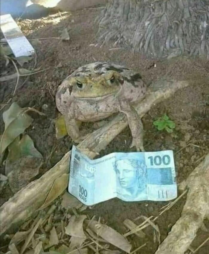 Toad sitting on soil near tree roots holding 100 real banknote, a random and cringe photo with unique humor.