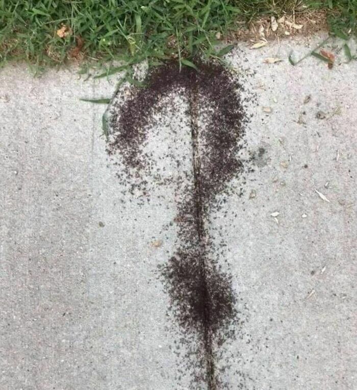 Ants forming a random and cringe shape on sidewalk near grass, showcasing unique sense of humor in nature.