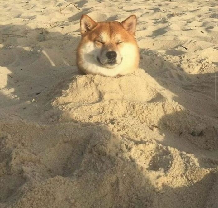 Shiba Inu dog buried in sand at the beach with a relaxed expression in a random and cringe humor photo.