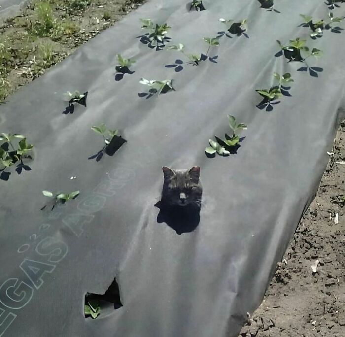 Black cat’s head poking through ground cover in a garden among plants, a random and cringe photo with unique humor.