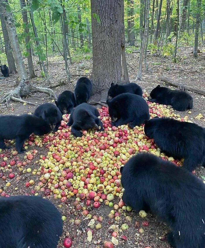 Group of black bears gathered around a large pile of apples in the forest, creating a random and cringe moment.