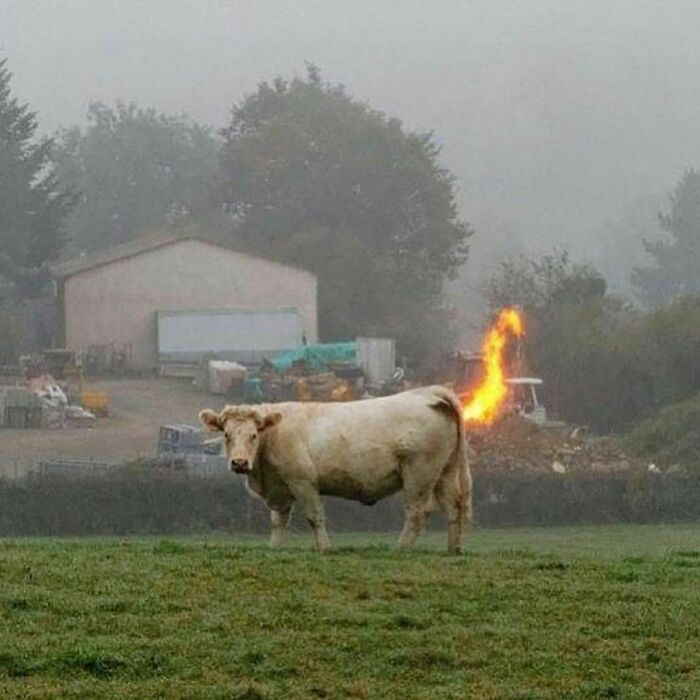 Cow standing in a field with fire appearing to come from its rear, a random and cringe photo with unique humor.