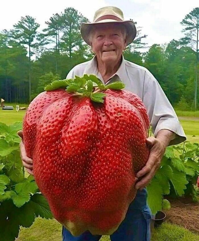 Elderly man holding a huge strawberry in a garden, one of the random and cringe photos with unique sense of humor.
