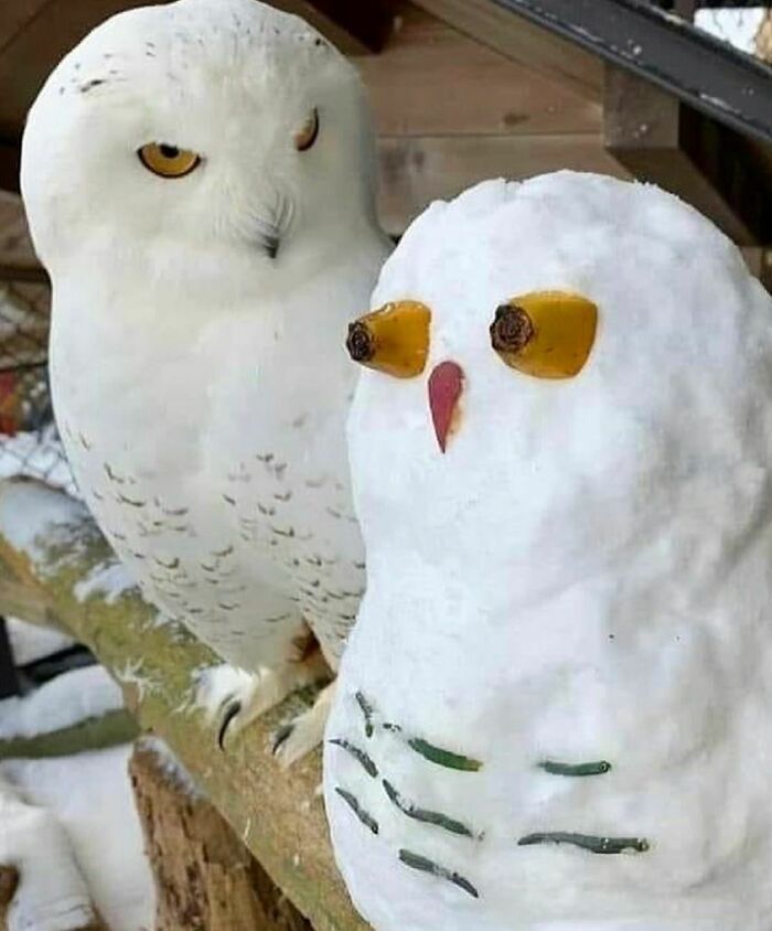 Snowy owl next to a snow sculpture owl with quirky eyes, showcasing random and cringe humor in a winter setting.