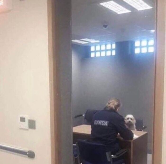 Garda officer in an interrogation room appearing to question a small dog, capturing a random and cringe humor moment.