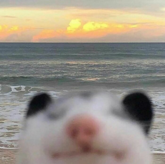 Close-up of a blurry animal face at the beach with ocean and sunset in the background in random and cringe photos.