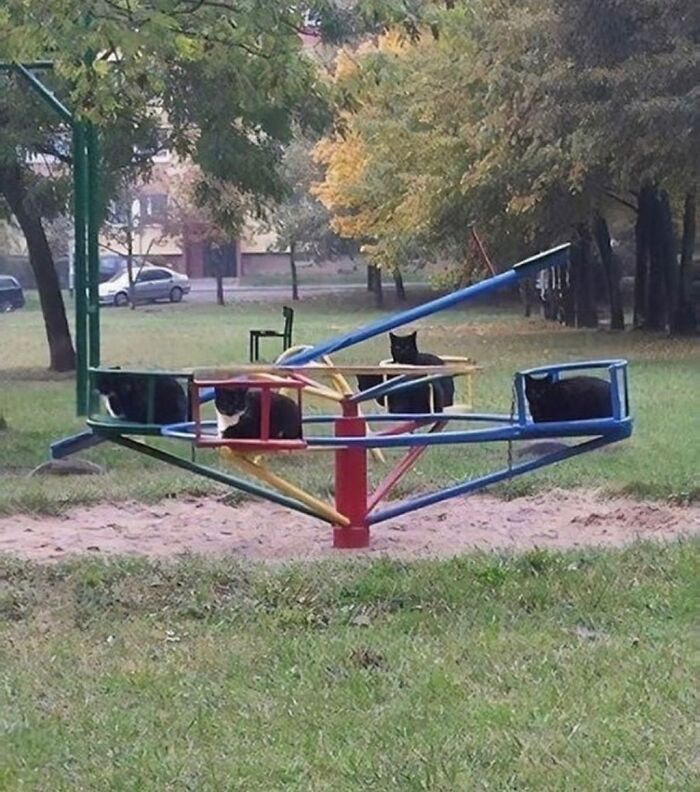 Cats sitting on a playground merry-go-round in a park, showcasing random and cringe humor in an outdoor setting.