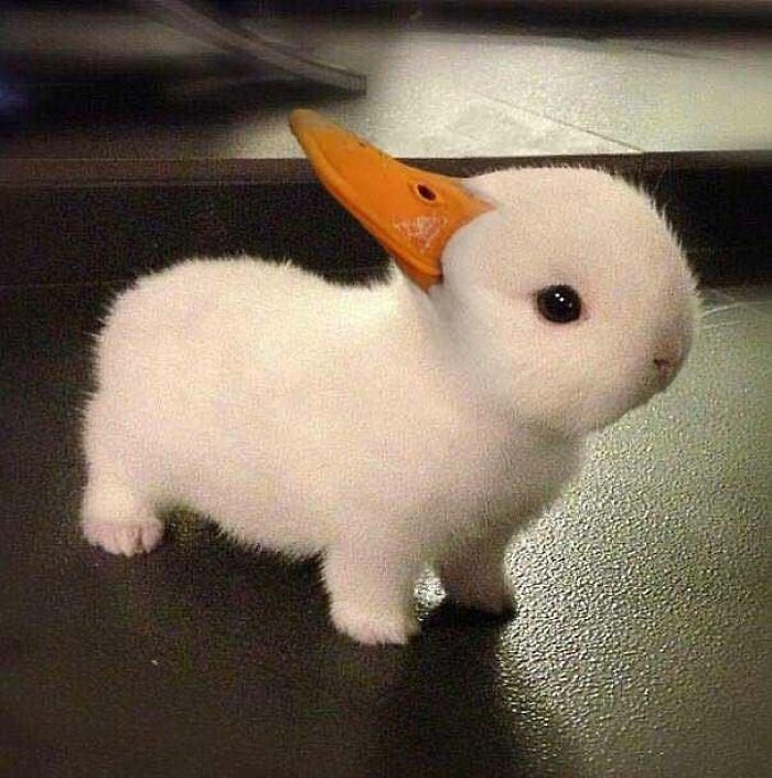A random and cringe photo of a white fluffy animal with a duck bill photoshopped onto its head.