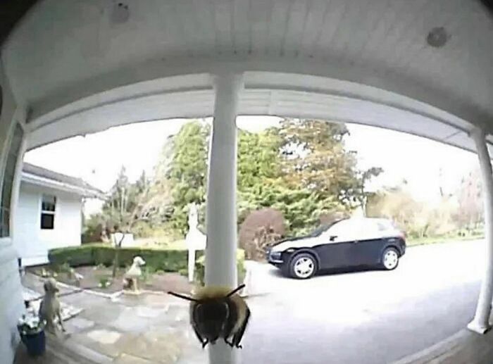 Close-up of a random bee on a porch camera lens with a car and garden background, capturing random and cringe humor moments.