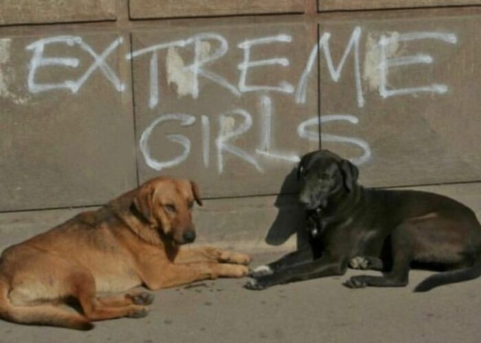 Two dogs lying down beside a wall with graffiti reading extreme girls in a random and cringe photo.