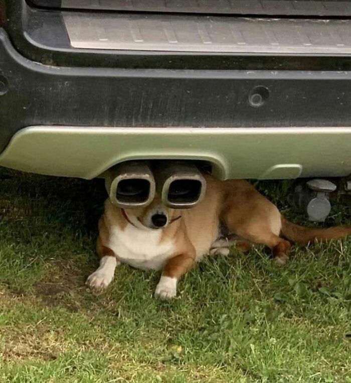Dog lying under a car with exhaust pipes perfectly aligned over its eyes, creating a random and cringe photo.