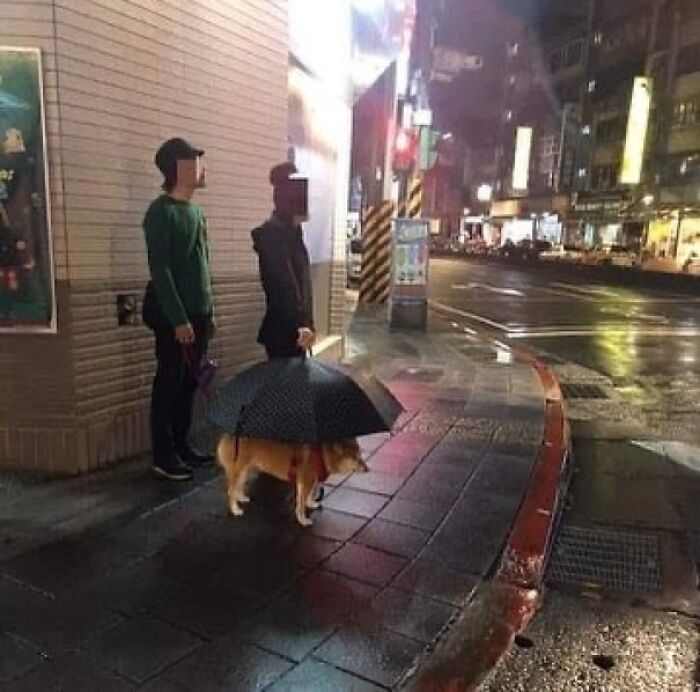 Dog carrying an umbrella above it while two people stand nearby on a rainy city street, random and cringe humor.