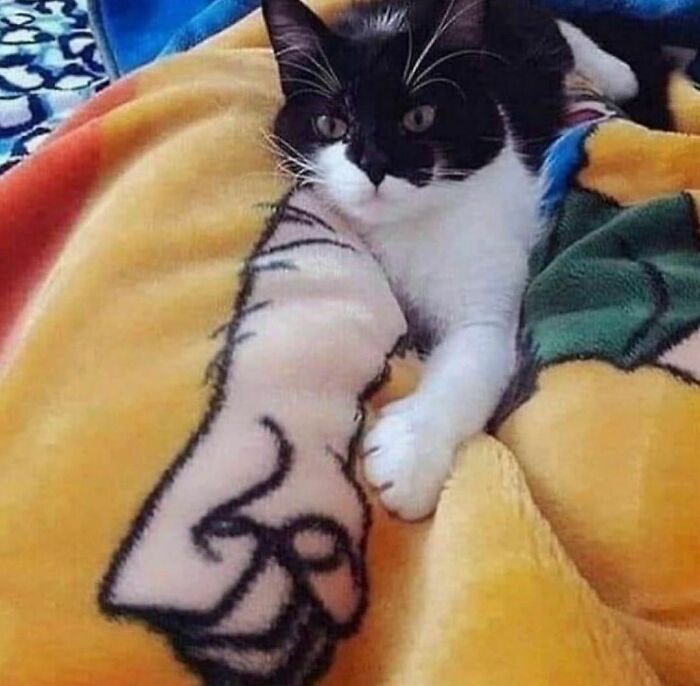 Black and white cat resting on a colorful blanket with a cartoon arm that aligns humorously with the cat’s paw.