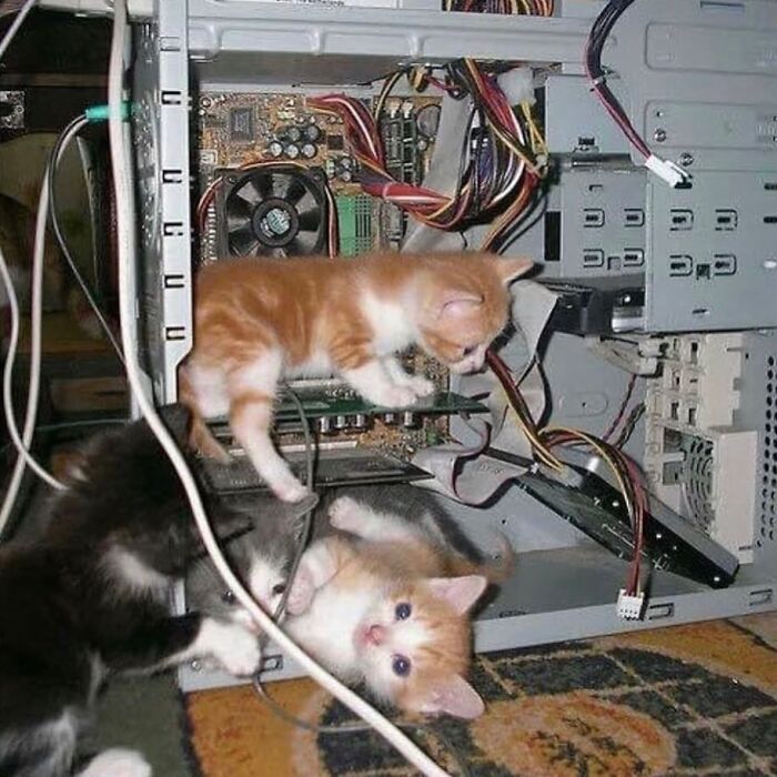 Three kittens playing inside an open computer case with cables, a random and cringe photo for unique sense of humor fans.