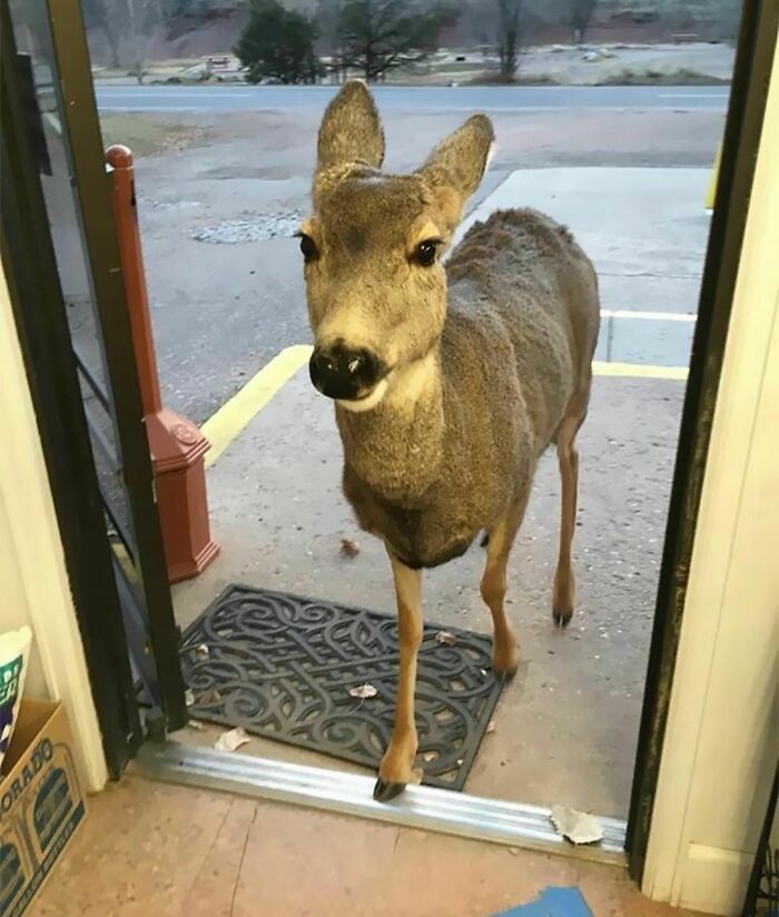 Deer standing at the doorway looking inside, a random and cringe photo capturing an unusual moment.
