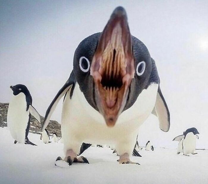 Close-up of a penguin with wide open mouth in a random and cringe photo showing a unique sense of humor.