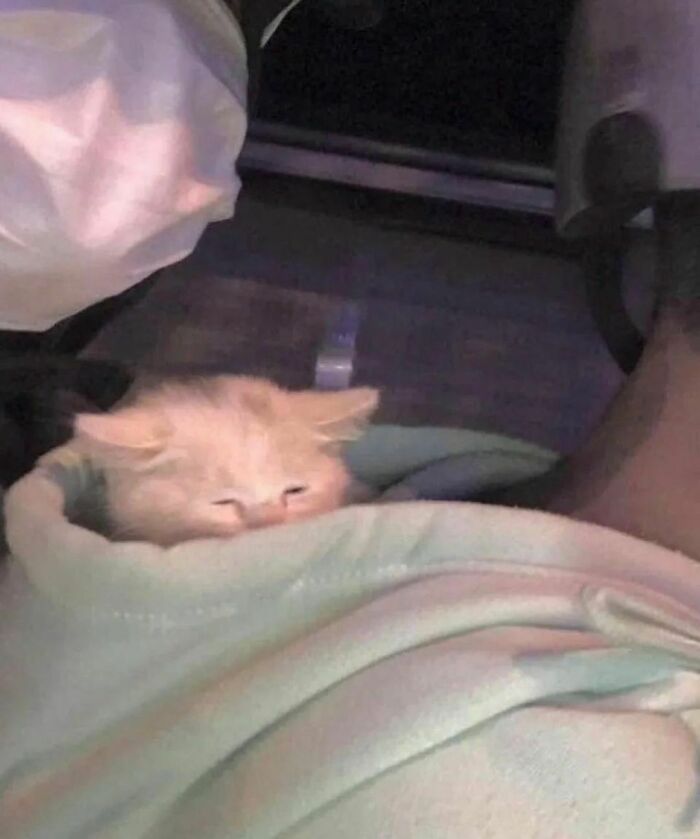 Light orange cat wrapped in a blanket with a sleepy expression, perfect for random and cringe humor photos.